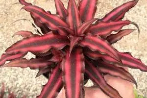 گیاه کریپتانتوس