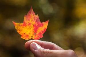 علت ریزش برگ درختان