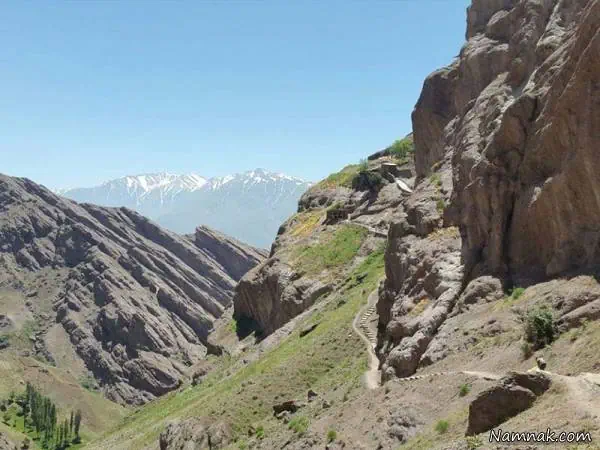 پوشش گیاهی