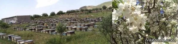 عسل سهند 