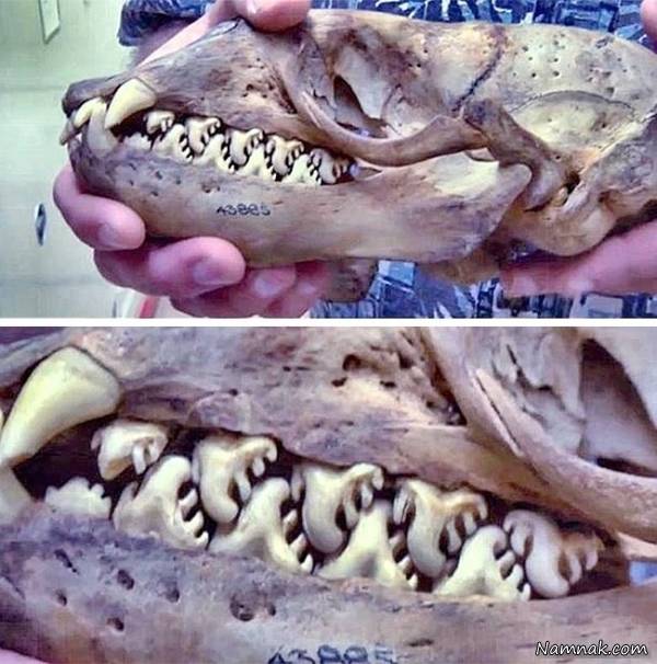 فک و دندان های یک موجود ناشناس