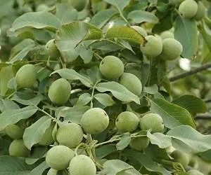 درخت گردو