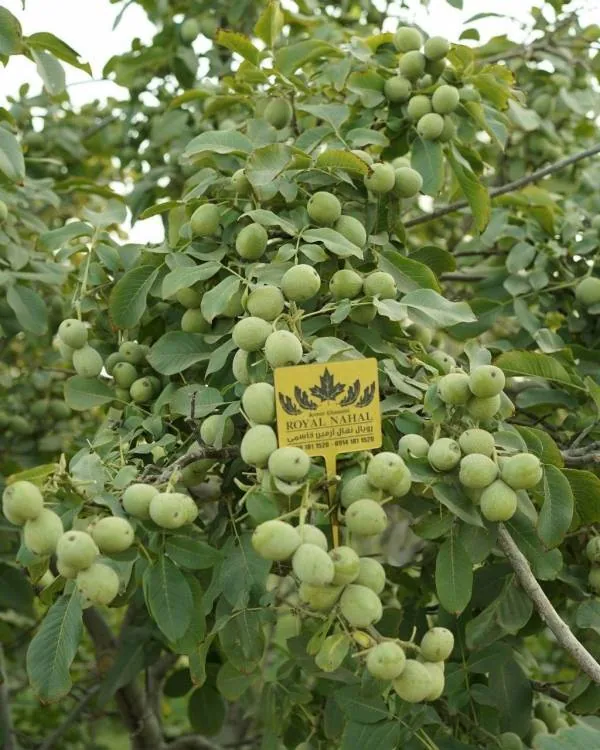 خرید نهال گردو