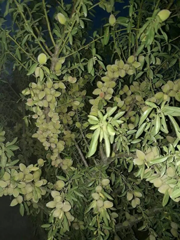 خرید بادام