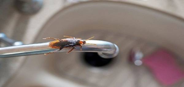 12 روش برای جلوگیری از ورود حشرات به خانه