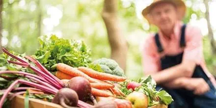 کاشت محصول در فضای باز