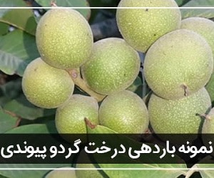 نهال گردو