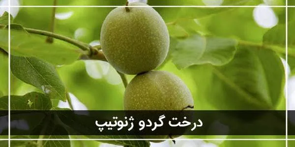 درخت گردو ژنوتیپ