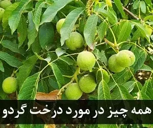 درخت گردو