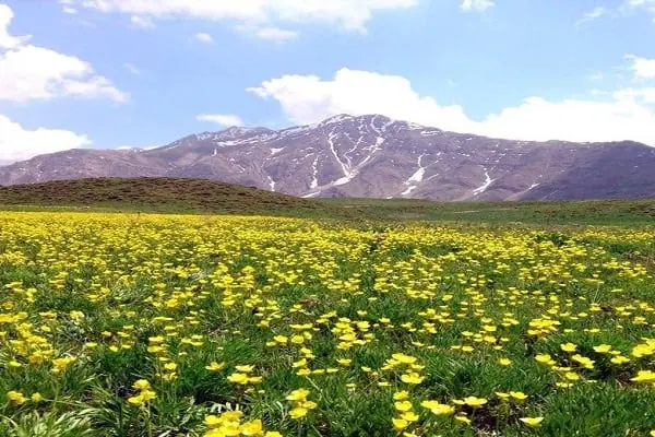 دشت لار