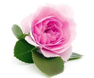 گل محمدی
