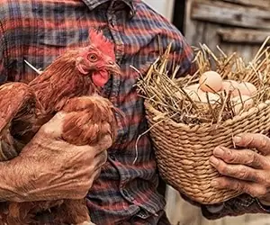 تخم مرغ و مرغ