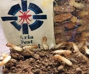 حشرات
