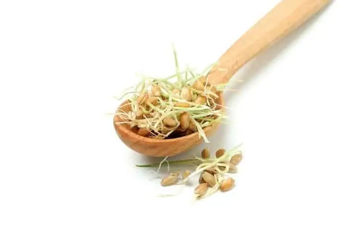 خاصیت جوانه گندم چیست؟