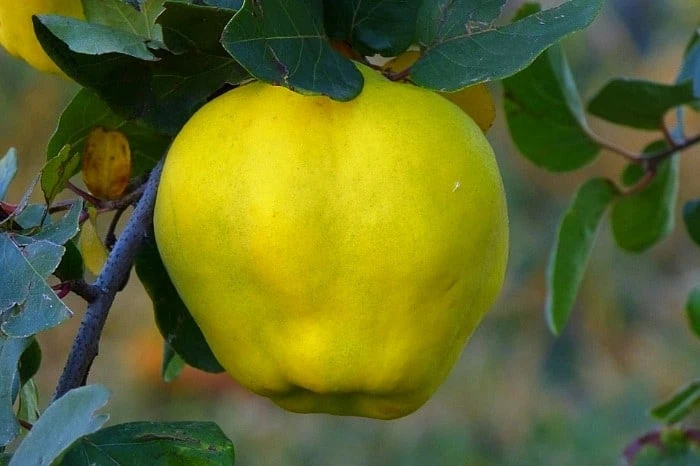 میوه به