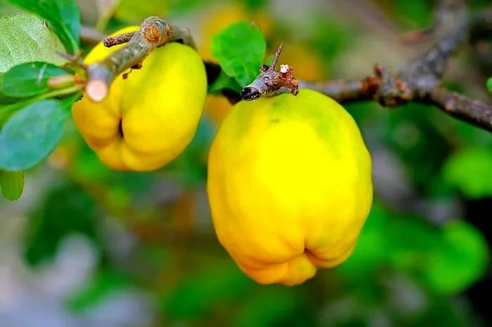 میوه به