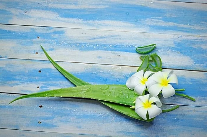 خواص درمانی الوئه ورا