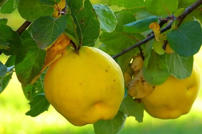 عوارض برگ به