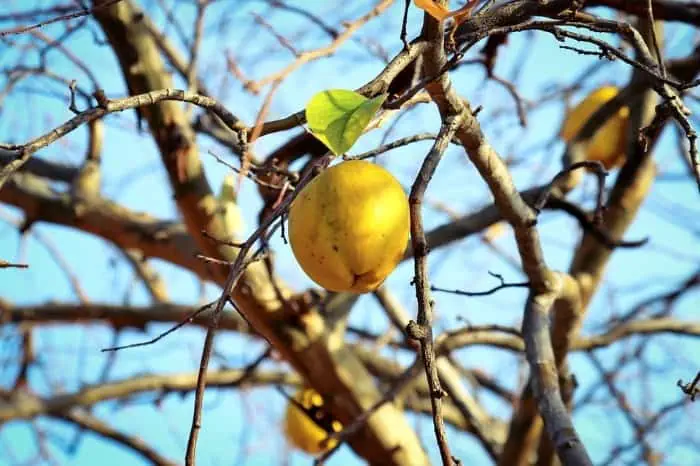 میوه به