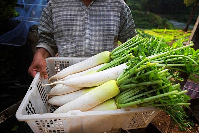 نگهداری از ترب سفید