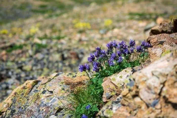 بادرنجبویه برای بارداری