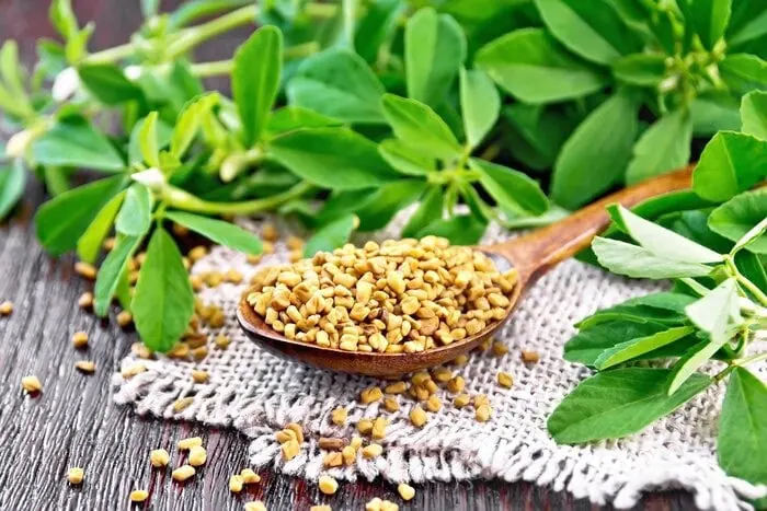 برگ شنبلیله