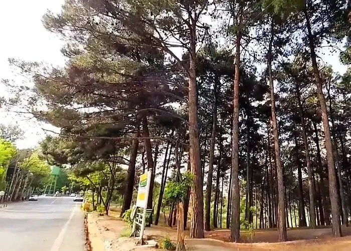 پارک جنگلی چیتگر