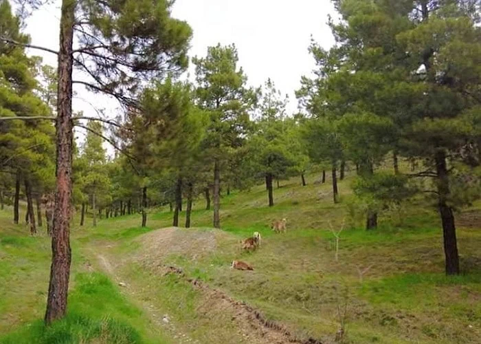پارک جنگلی یاس