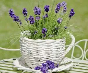 نحوه کاشت اسطوخودوس