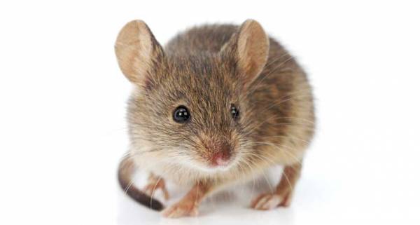 مضرات بطری نوشابه