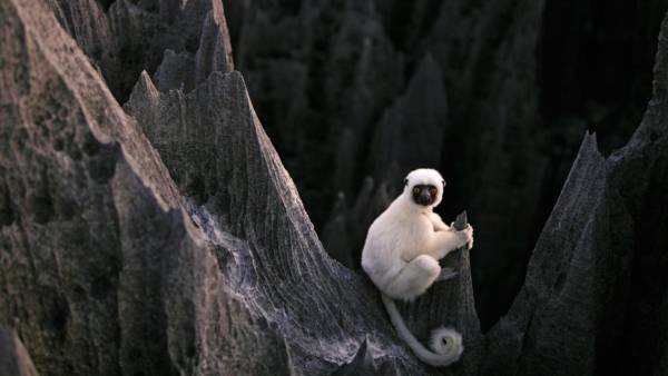 میمون در جنگل سنگی