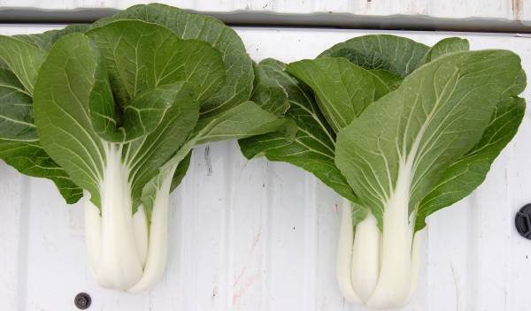 آموزش کاشت 10 نوع سبزیجات پرمصرف در خانه