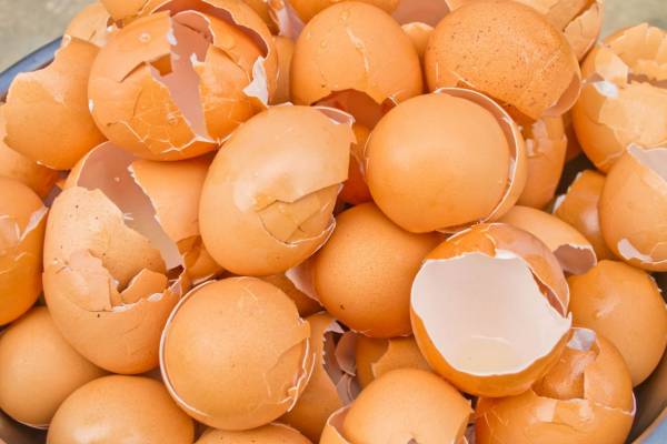 پوست تخم مرغ چیست