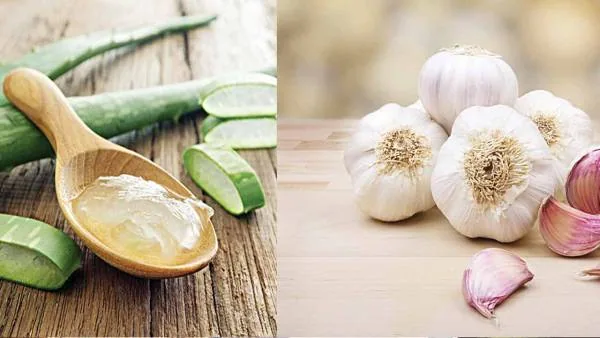 آلوئه ورا و سیر