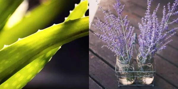 آلوئه ورا و اسطوخودوس