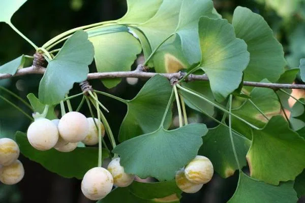گیاه جینکوبیلوبا