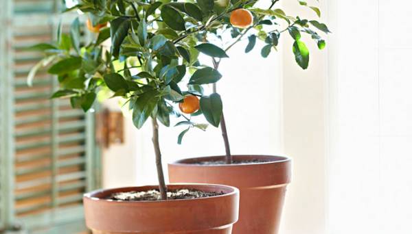 کاشت پرتقال در گلدان
