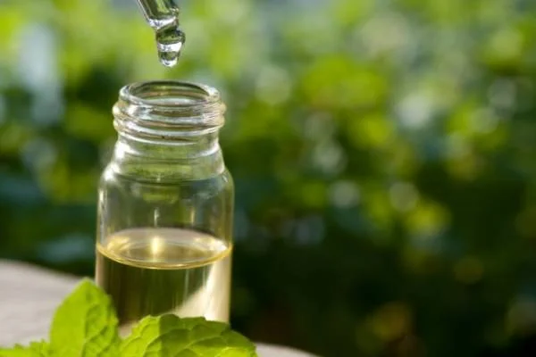 روغن درخت چای برای قارچ