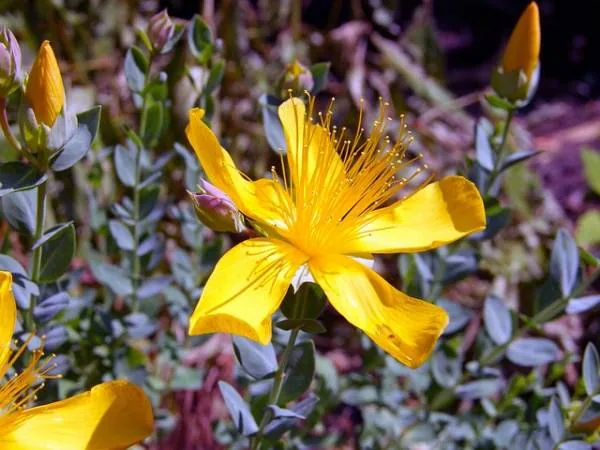 گل راعی