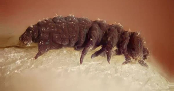 tardigrades 