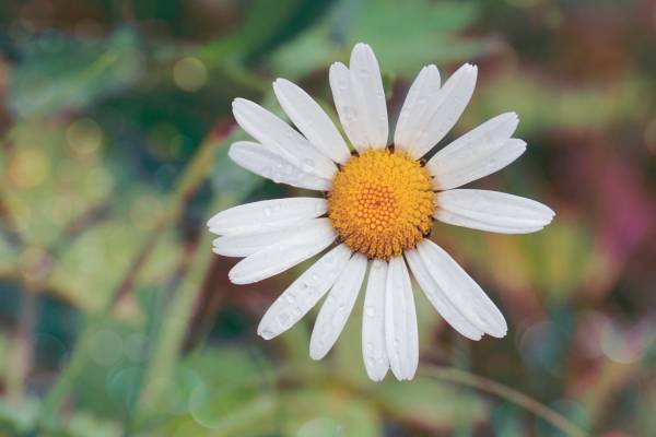 درمان خروپف با داروی گیاهی چای بابونه
