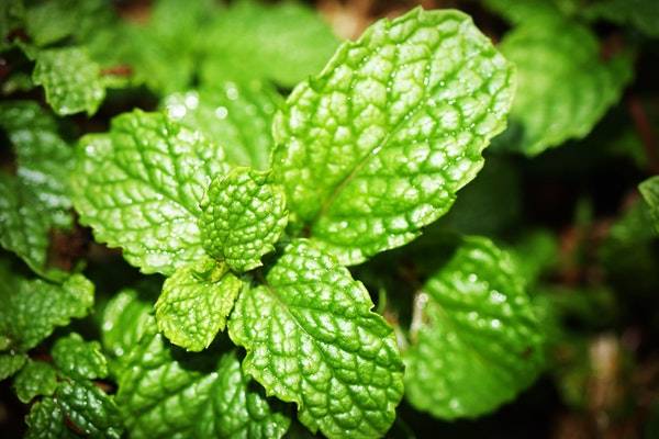 درمان خروپف شبانه با نعناع علت خروپف