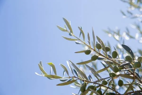 برگ درخت زیتون
