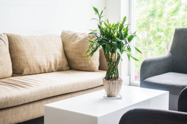 نور مورد نیاز گل