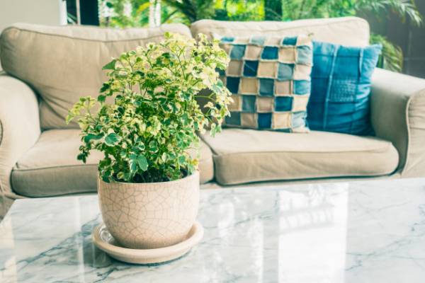 گلهای آپارتمانی