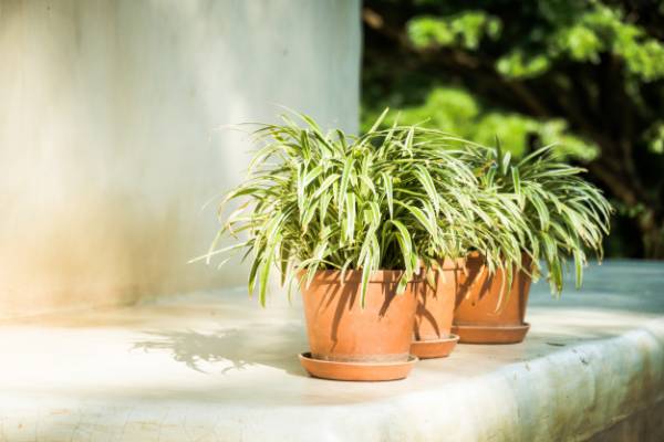 گیاه آپارتمانی