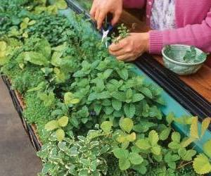نتیجه تصویری برای گل ریحان و تربچه"