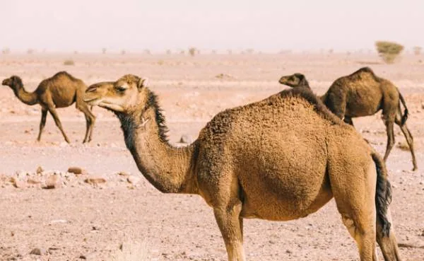 دفع چشم زخم