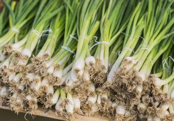 پرورش سبزی