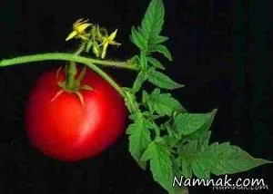 ریشه تا ساقه